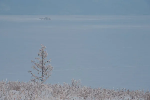 Osamělý Strom Pozadí Zasněženého Jezera Bajkal — Stock fotografie