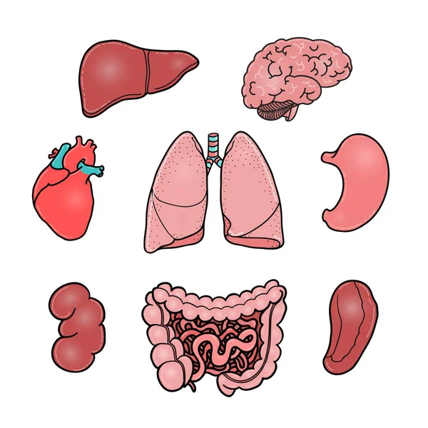 Ensemble d'organes internes humains, illustrations vectorielles — Image vectorielle