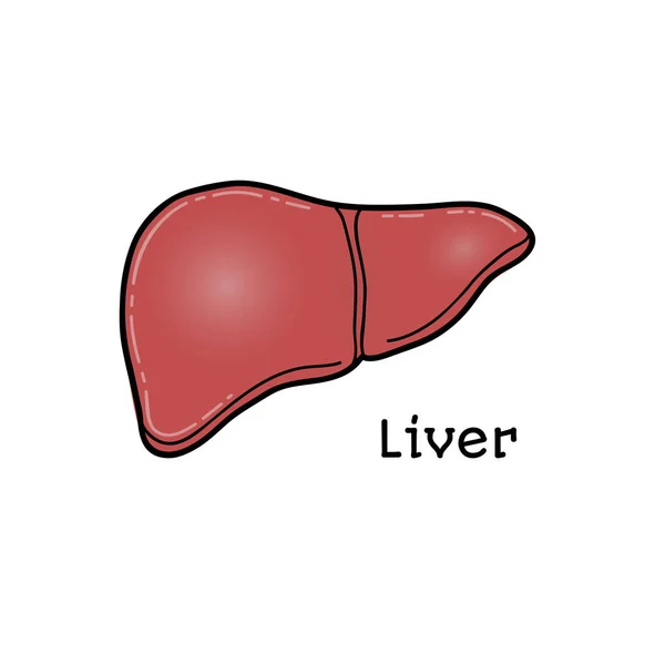 Hígado humano, ilustración anatómica aislada del vector — Archivo Imágenes Vectoriales