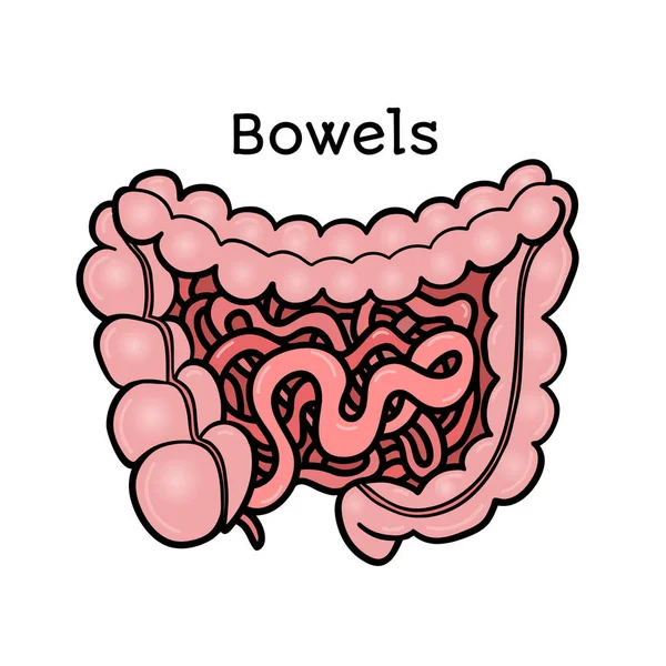 Intestinos humanos, intestinos, ilustração anatômica vetorial — Vetor de Stock