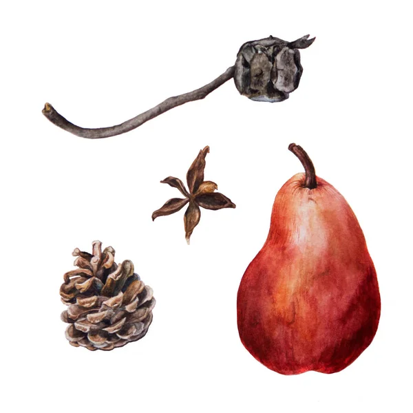 Conos de pino y ciprés acuarela con pera roja madura — Foto de Stock