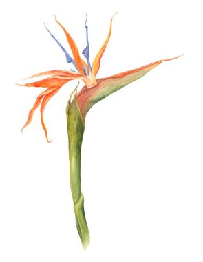 Tek cennet kuşu, strelizia tropikal çiçek, suluboya botanik illüstrasyon