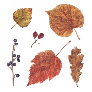 Suluboya sonbahar, Sonbahar Kuru yaprak ve meyve ayarla