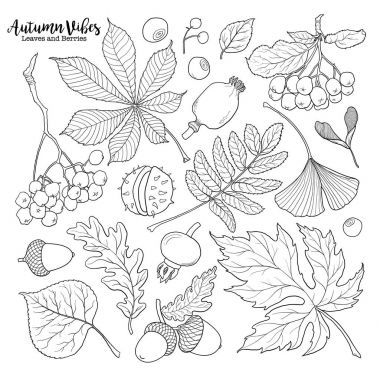 Siyah ve beyaz düşen sonbahar yaprakları ve meyveleri