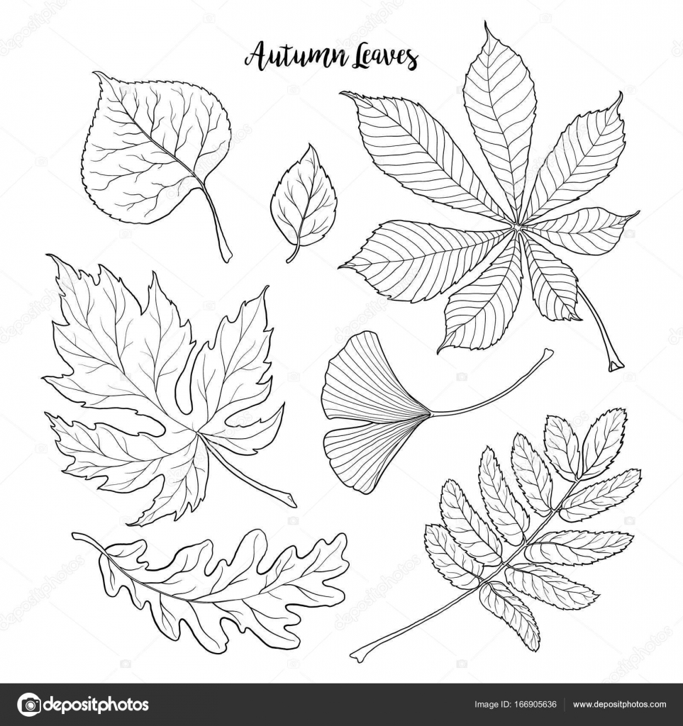 Insieme di disegnato a mano bianco e nero autunno caduta foglie rowan castagno rovere aspen acero gingko isolato su priorit  bassa bianca di vettore