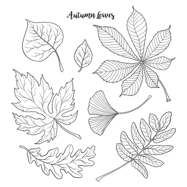 Conjunto de hojas caídas de otoño en blanco y negro — Vector de stock