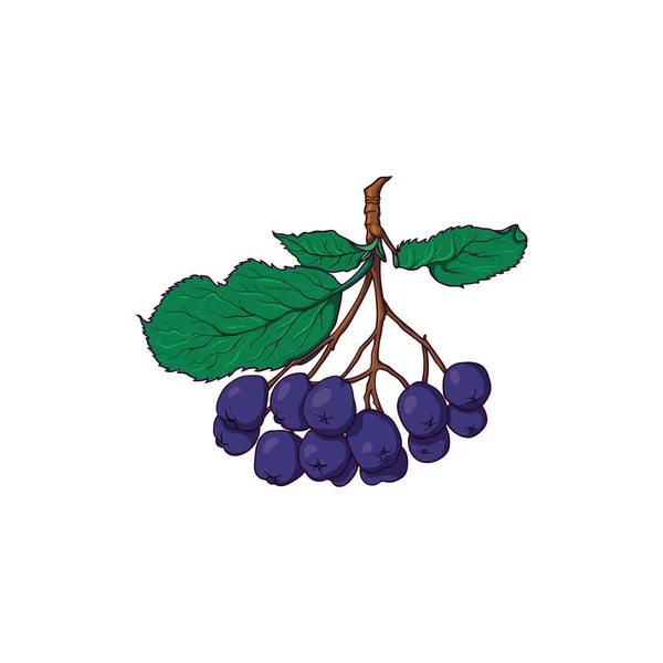 Un mucchio appeso di bacche di sorbo nero, chokeberry — Vettoriale Stock