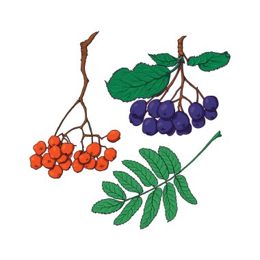 Elle çizilmiş rowan ve chokeberry çilek ve yaprakları