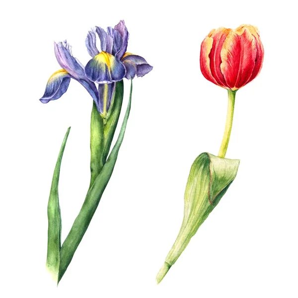 Akwarela iris, fleur-de-lis i tulip kwiaty — Zdjęcie stockowe