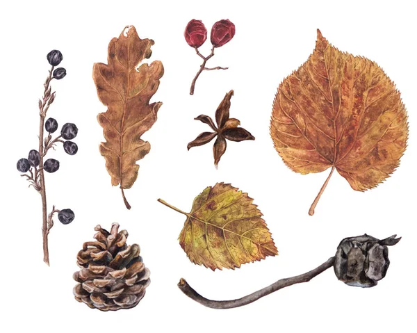 Ősz, őszi levelek, bogyók, fenyő, cypress kúp — Stock Fotó