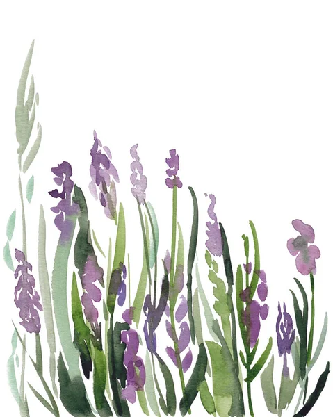 Dibujo de acuarela ilustración de flores de lavanda — Foto de Stock