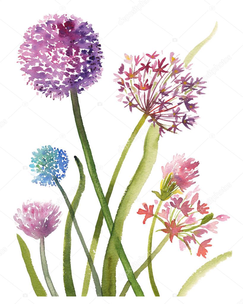 Hand painted sketch composition of allium flowers