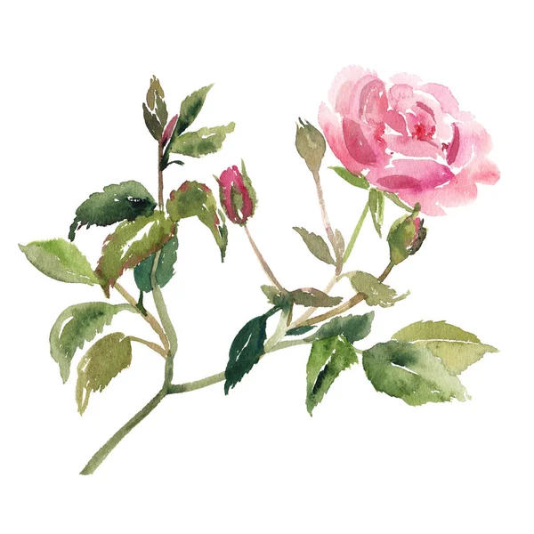 粉红色玫瑰花水彩素描插图 — 图库照片