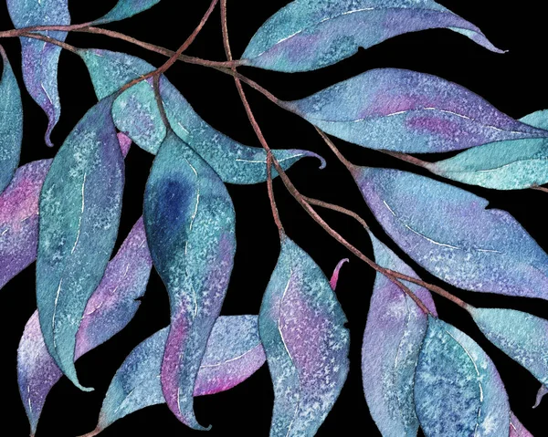 Akwarela ilustracja z liści eukaliptusa splątane na czarny — Zdjęcie stockowe