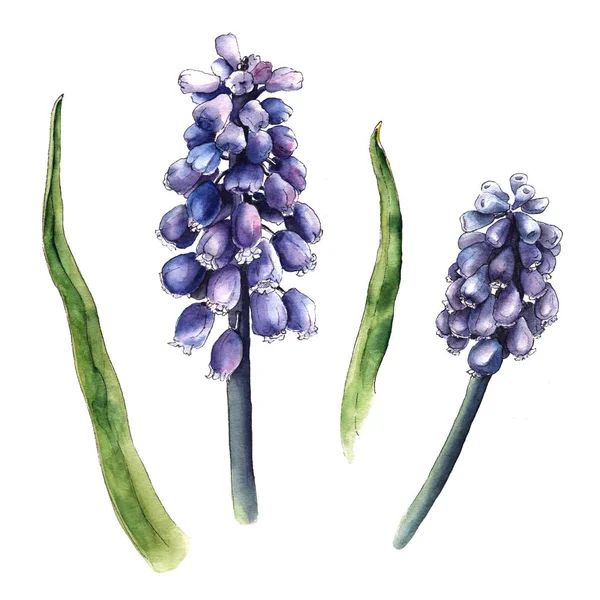 Schizzo acquerello di muscari, fiori di giacinto — Foto Stock