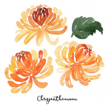 Kroki suluboya kasımpatı çiçekleri kümesi