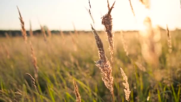 Трав'яне поле на сонячних променях — стокове відео