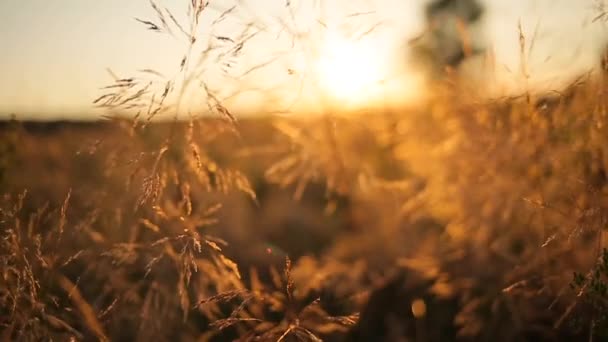 Grass field in the sun rays — Stock Video