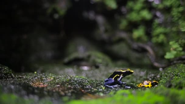 Beautiful color frog close up — Stockvideo