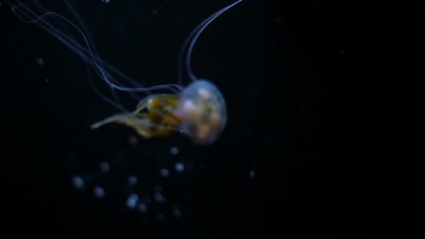 Маленькая медуза крупным планом — стоковое видео