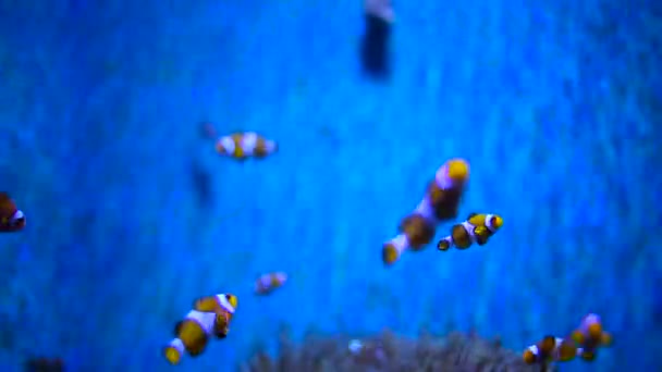 Akvaryumdaki güzel balıklar — Stok video