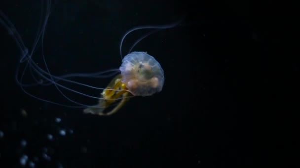 A small jellyfish close up — Stock video