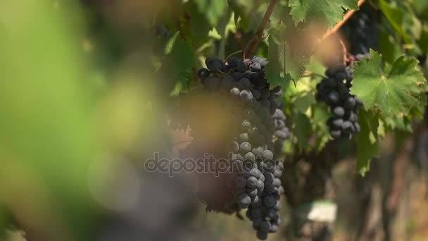 Cepillos de uvas azules de cerca — Vídeo de stock