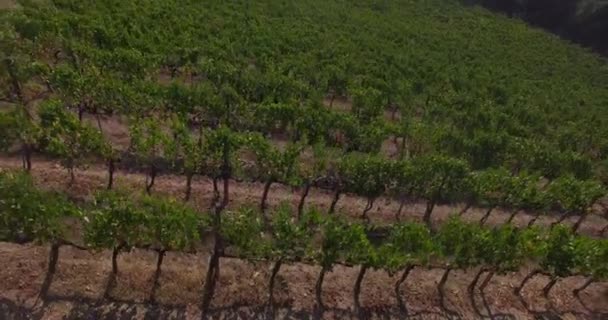 Aerial view of the vineyards — Stock Video