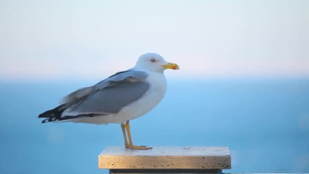 Burung camar yang indah dekat — Stok Video