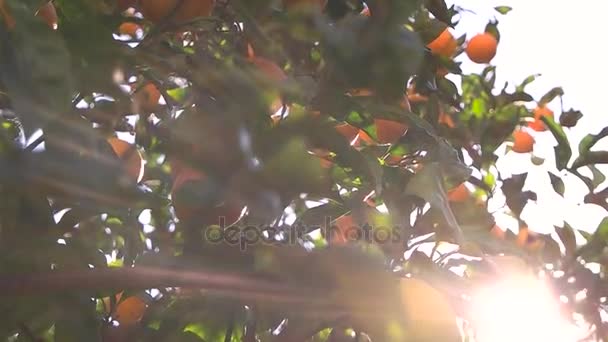 Drzewo cytrynowe i promienie słońca — Wideo stockowe