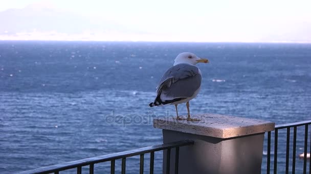 Gaivota num mar azul — Vídeo de Stock