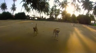 Köpekler bir tropikal plaj