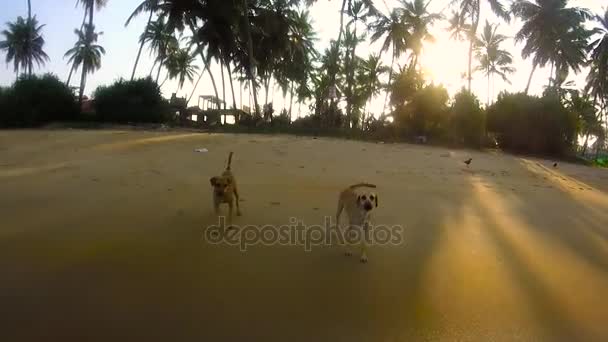 Perros en una playa tropical — Vídeos de Stock