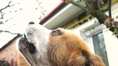 Büyük köpek şarkı yakın çekim olduğunu