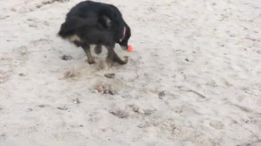 Köpek topu ile oynanır