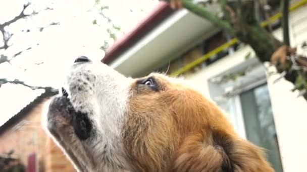 Большая собака поет крупным планом. — стоковое видео