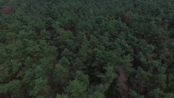 Зеленый лес вид сверху — стоковое видео
