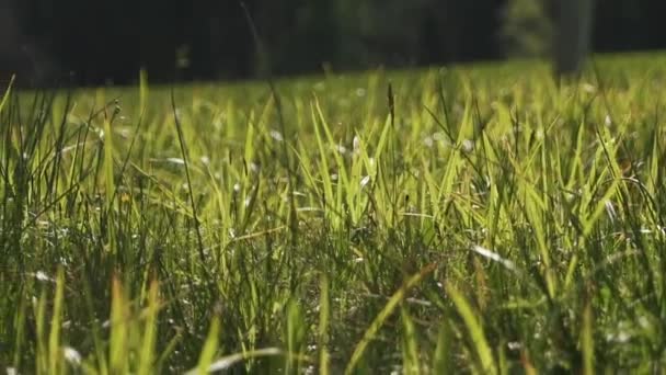 Een groen gras close-up — Stockvideo