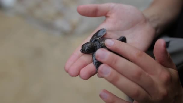 Lilla sköldpaddan på handflatan med en tjej — Stockvideo