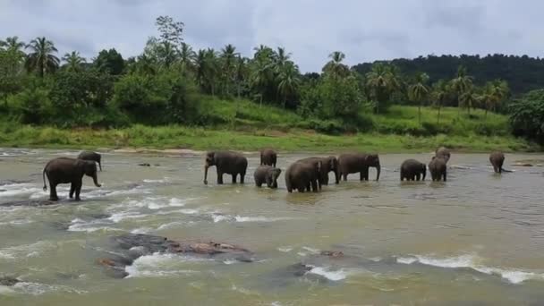 在一个浇水的地方的印度大象 — 图库视频影像