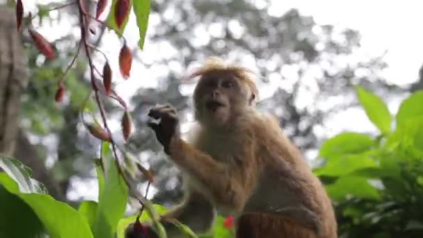 Mono en un primer plano del árbol — Vídeo de stock