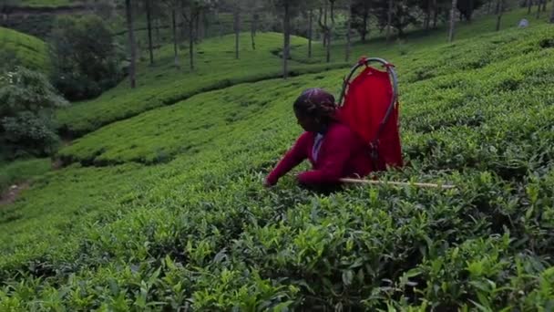 Mujer reúne té en la plantación — Vídeos de Stock