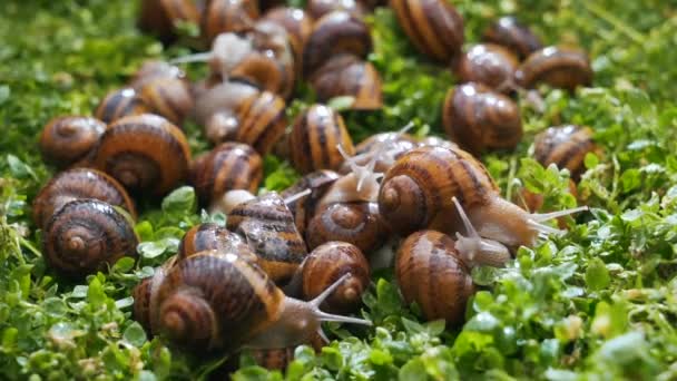 Escargots manger verts fermer — Video