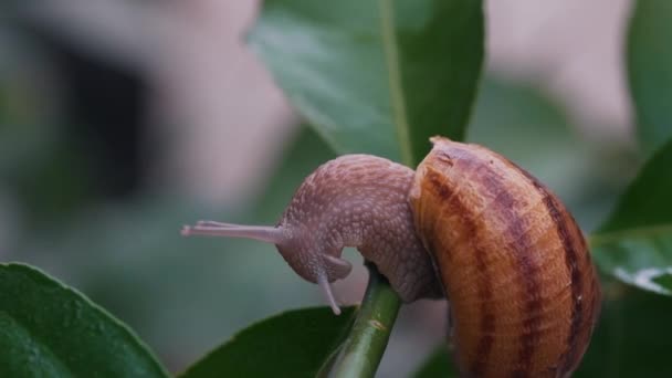 Primo piano di una chiocciola su un impianto — Video Stock