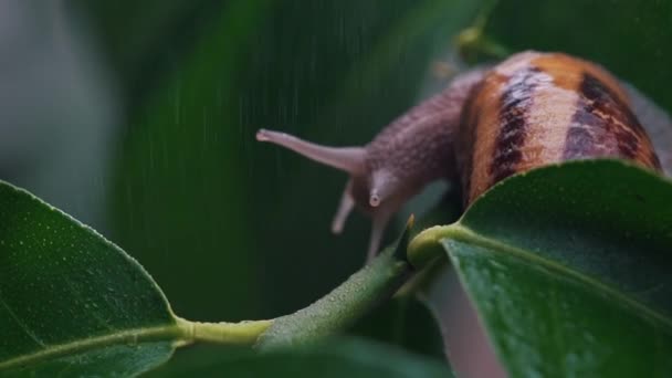 Escargot sur une plante sous l'eau — Video