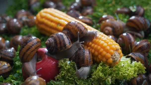 Escargots sur légumes et légumes verts gros plan — Video