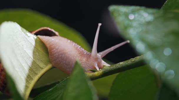 Close-up van een slak op een plant met dauw — Stockvideo