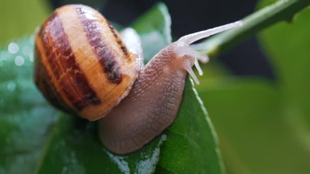 Una chiocciola su un impianto con rugiada primo piano — Video Stock