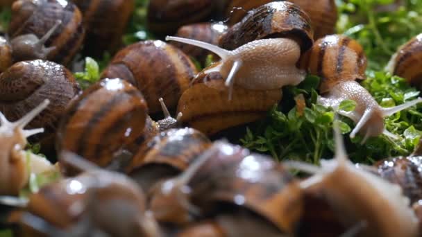 Granja de caracoles comer hierba de cerca — Vídeo de stock