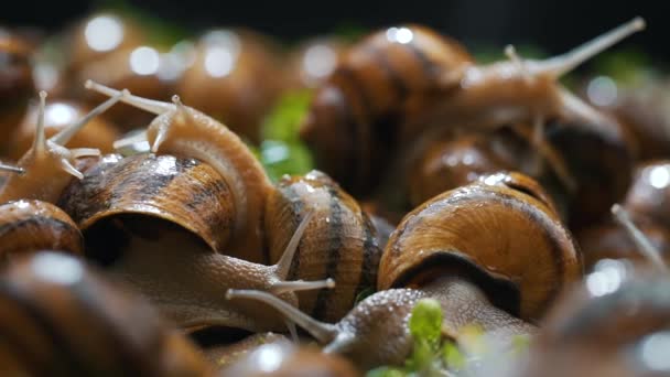 Granja de caracoles comer hierba de cerca — Vídeo de stock